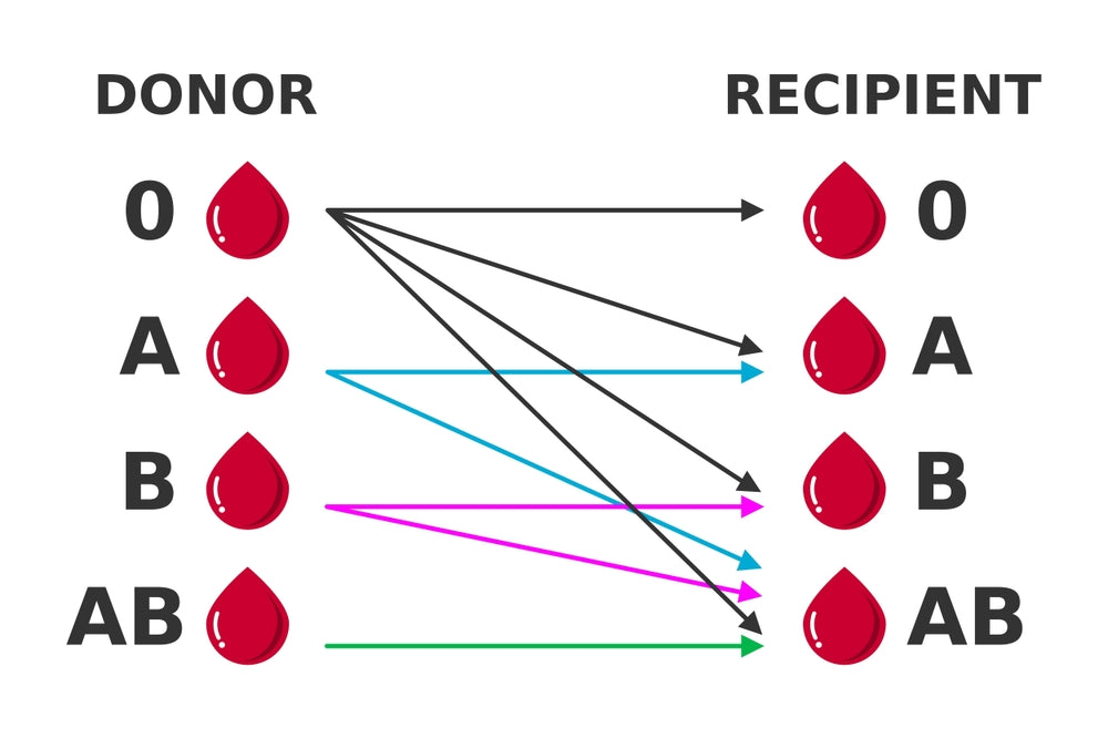 The Lifeline of the Human Body: Understanding Blood