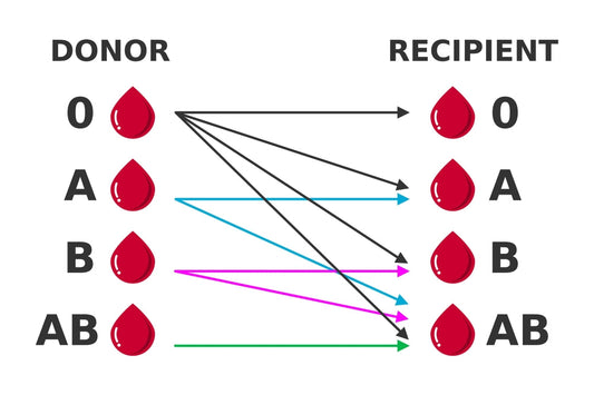 The Lifeline of the Human Body: Understanding Blood