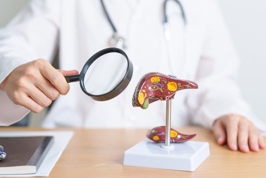 The Liver: Your Body’s Silent Powerhouse