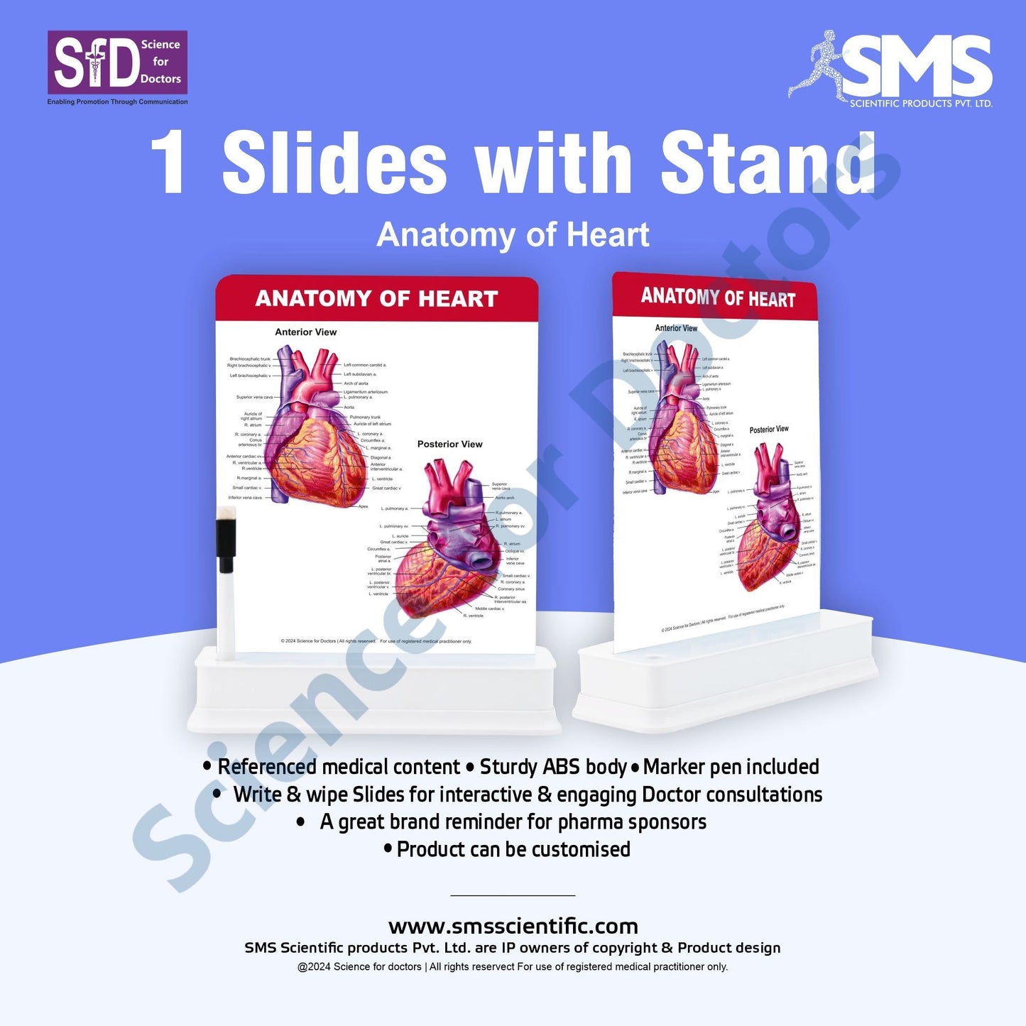 Anatomy of Heart: 1 Slide With Stand