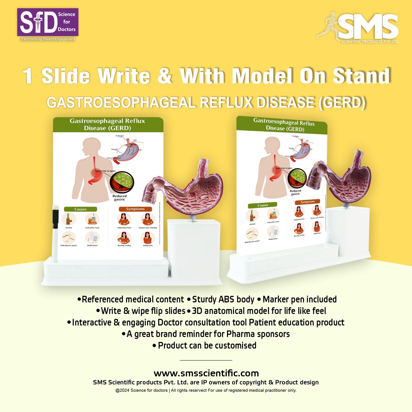 Gastroesophageal Reflux Disease_1: 1 Slide write and wipe with anatomical model on stand
