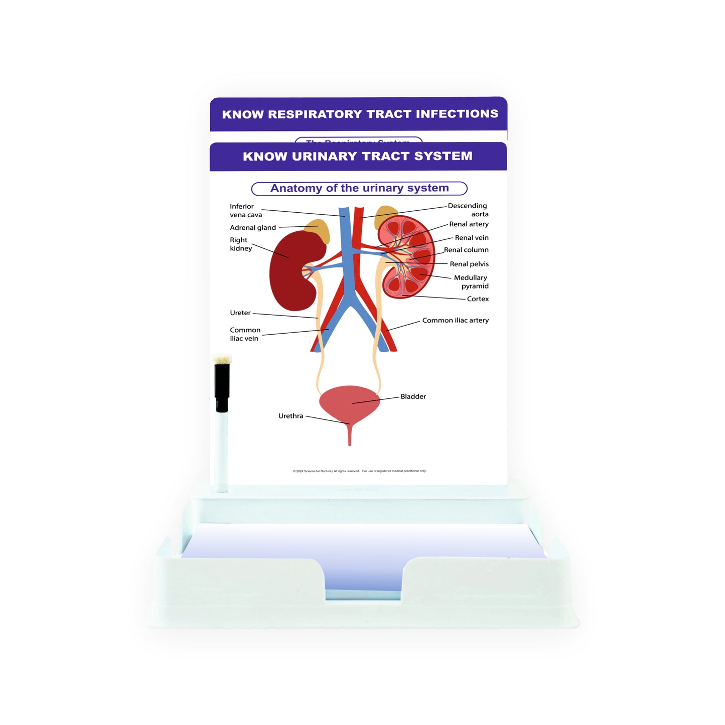 Know Urinary System: 2 Slides With Tray