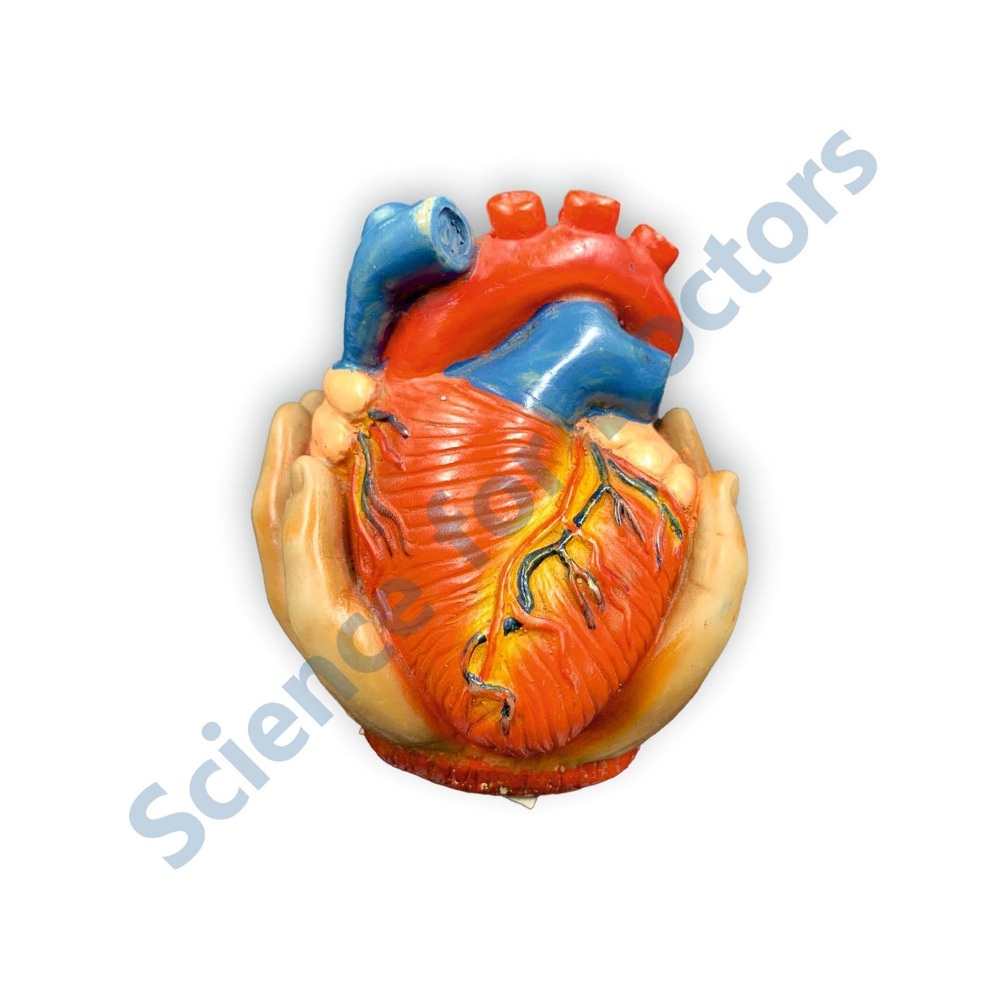 Heart: 3D Anatomical Models
