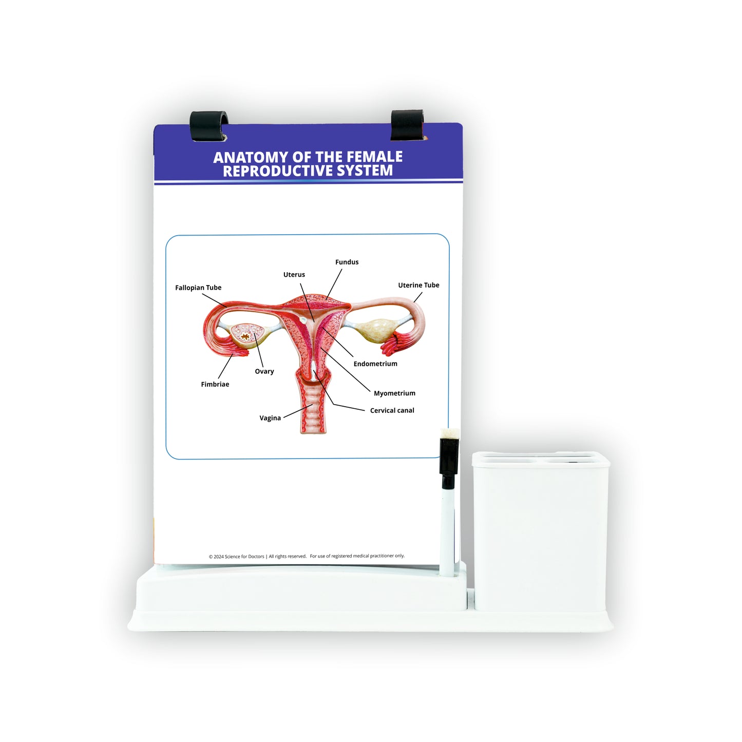 Anatomy of the Female Reproductive System: A4 Flip Wipe with Stationery Stand