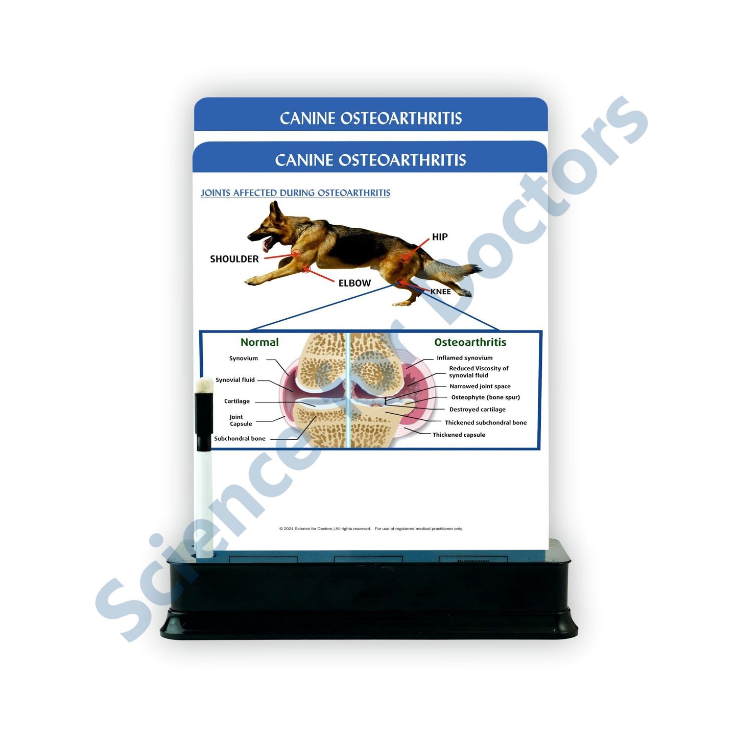 Canine Osteoarthritis: 2 Slides on stand