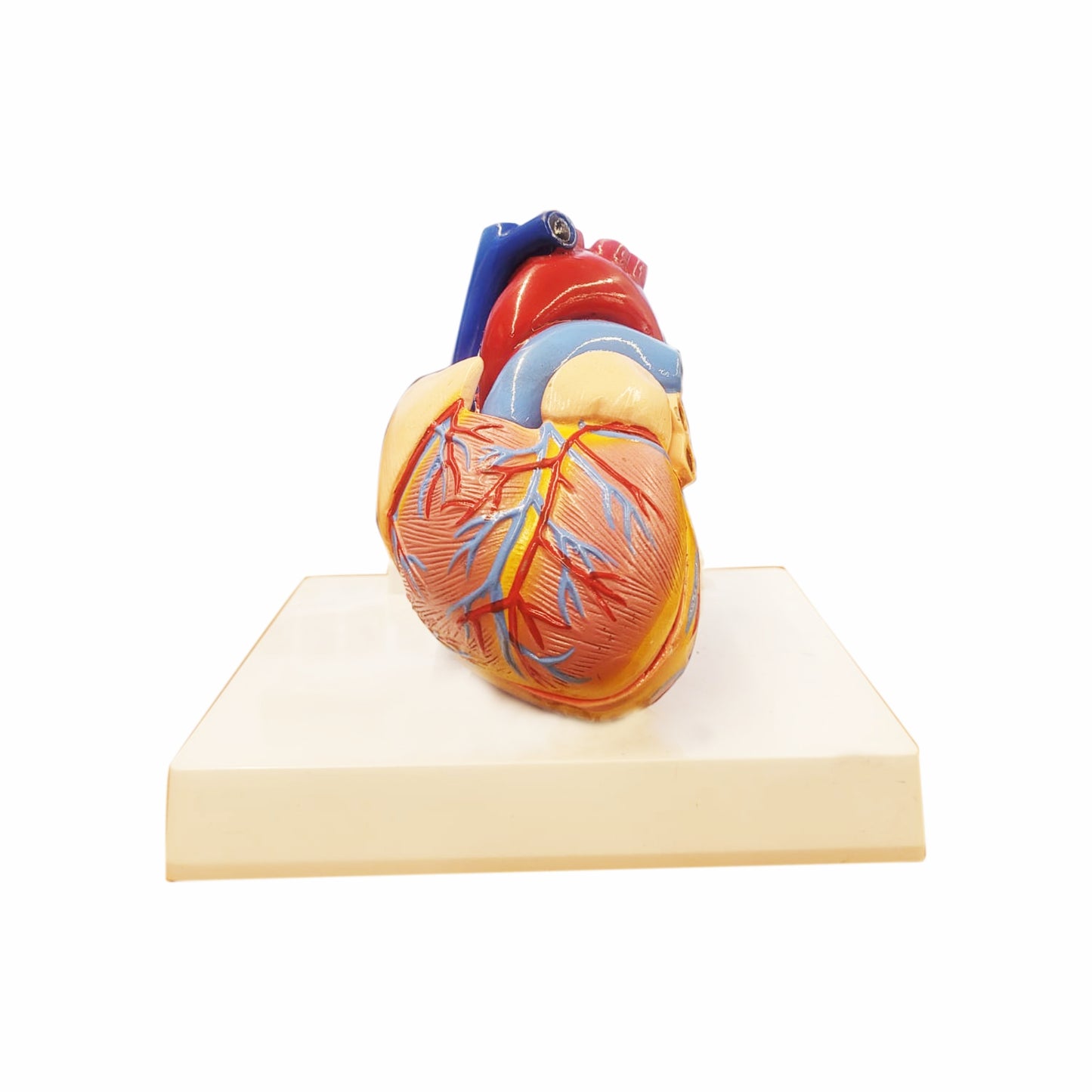 Heart: 3D Anatomical Models_1