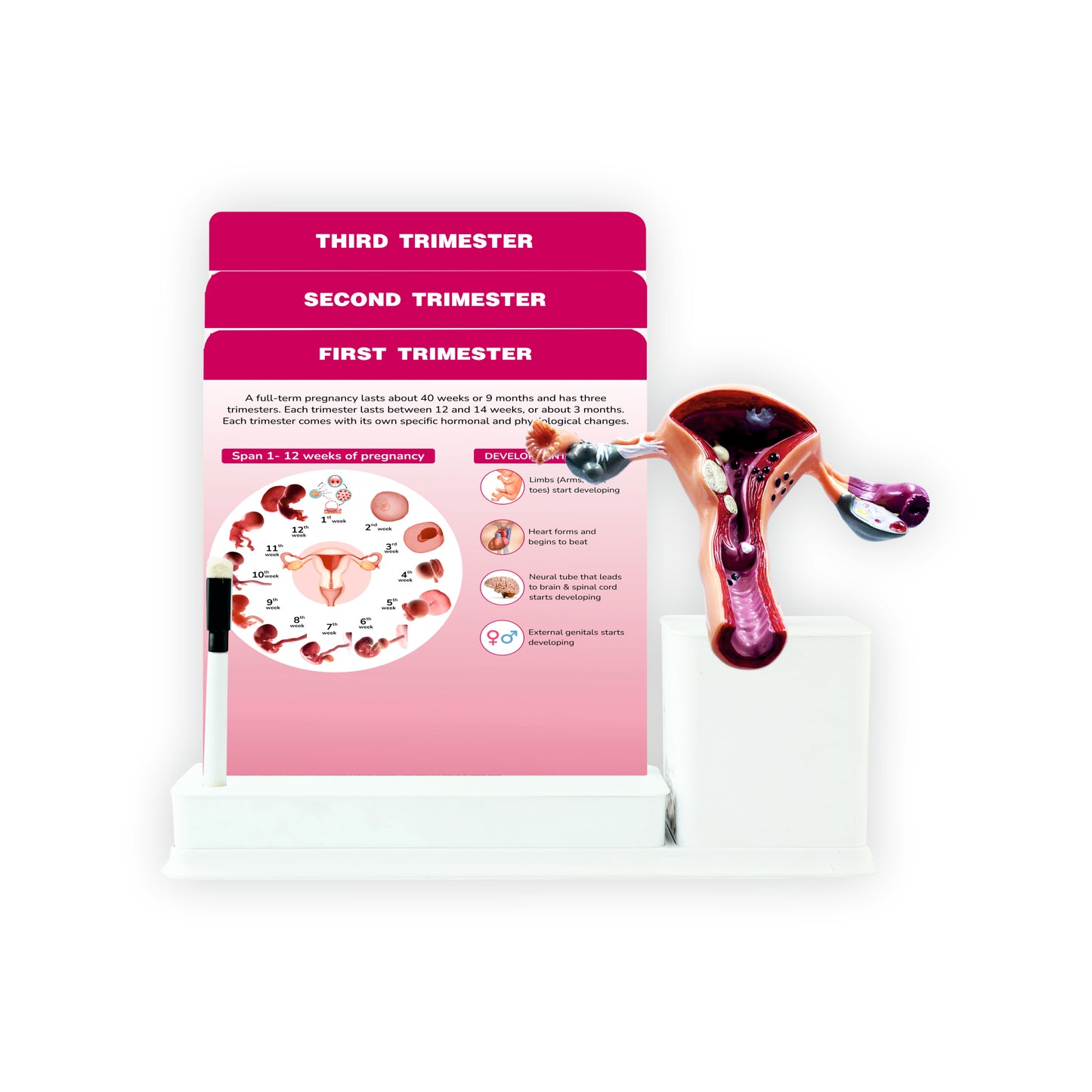 Baby Development_1: 3 Slides Write And Wipe With Model On Stand