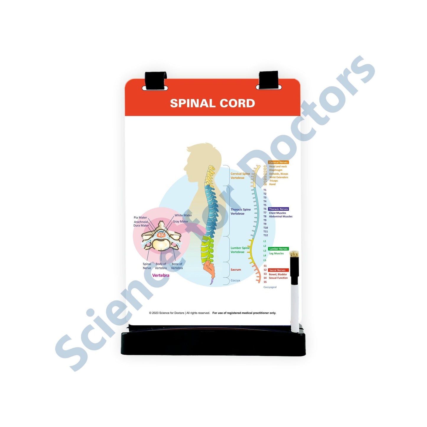 Spinal Cord: A4 Flip Wipe