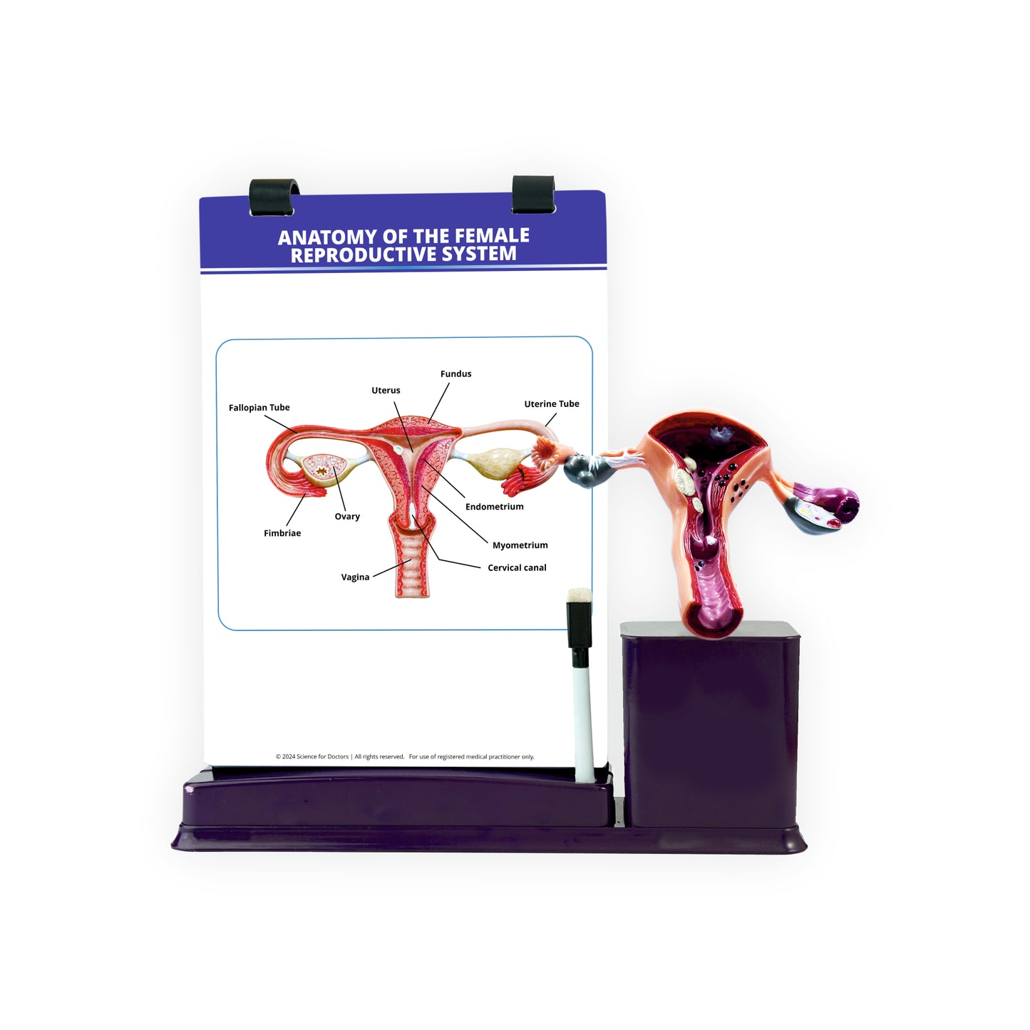 Anatomy of the Female Reproductive System: A4 Flip Wipe with Anatomical Model