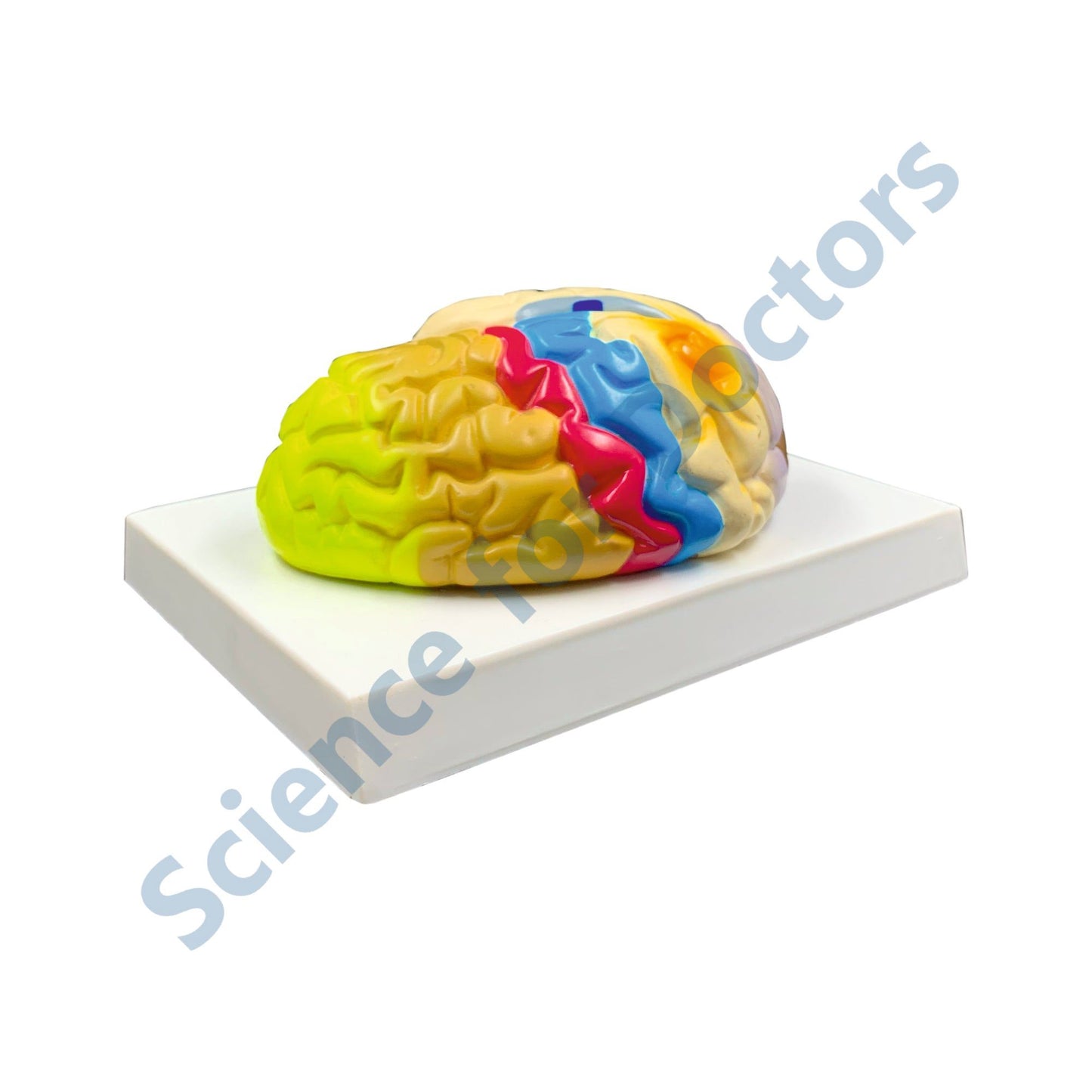 Human Brain: 3D Anatomical Models