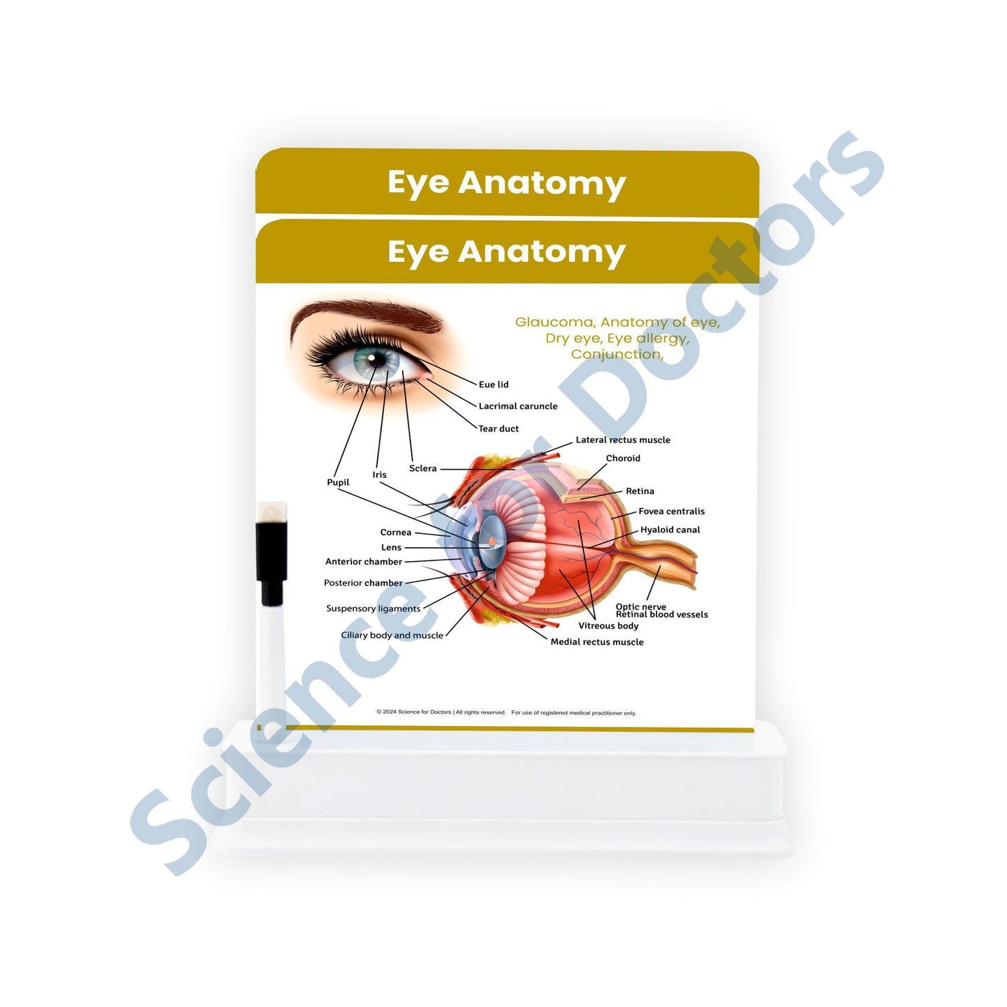 Eye Anatomy - 2 Slides With Stand