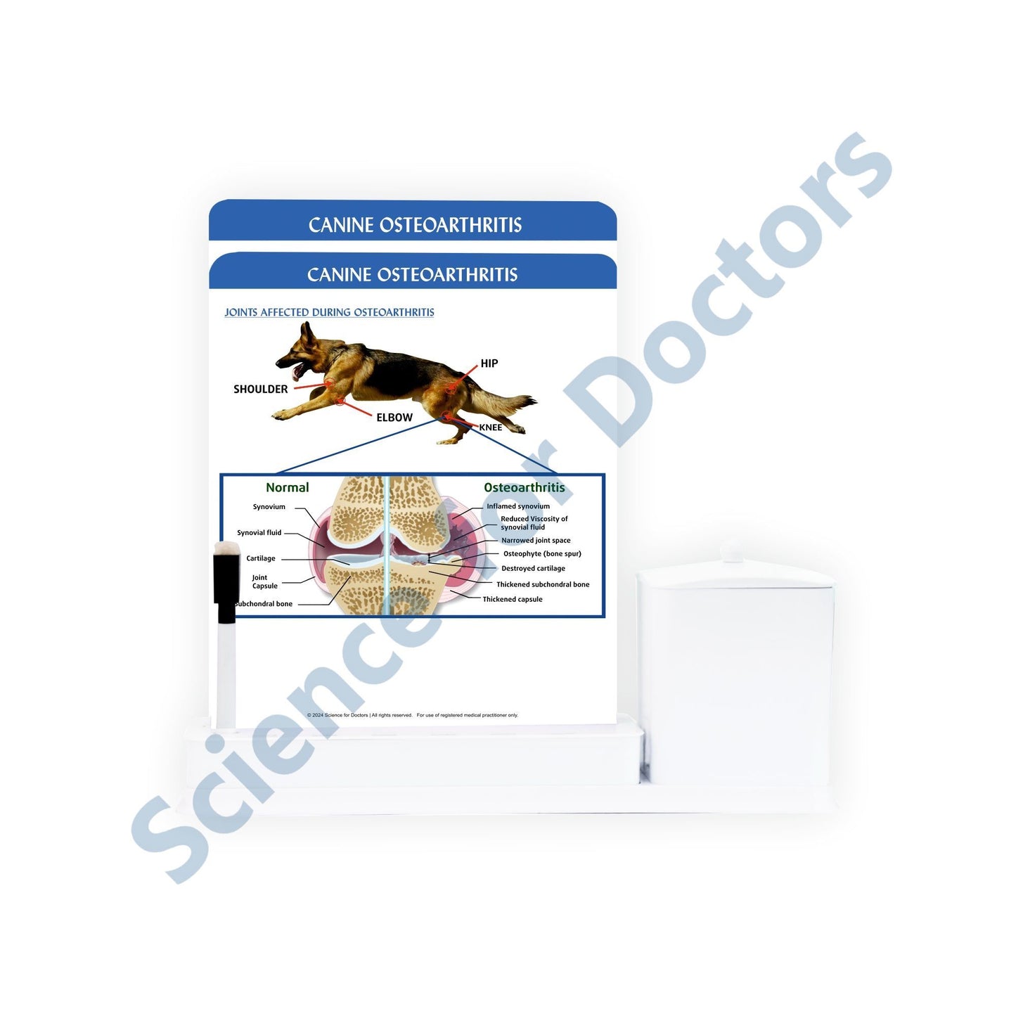 Canine Osteoarthritis - 2 Slide Write Wipe With Utility Container