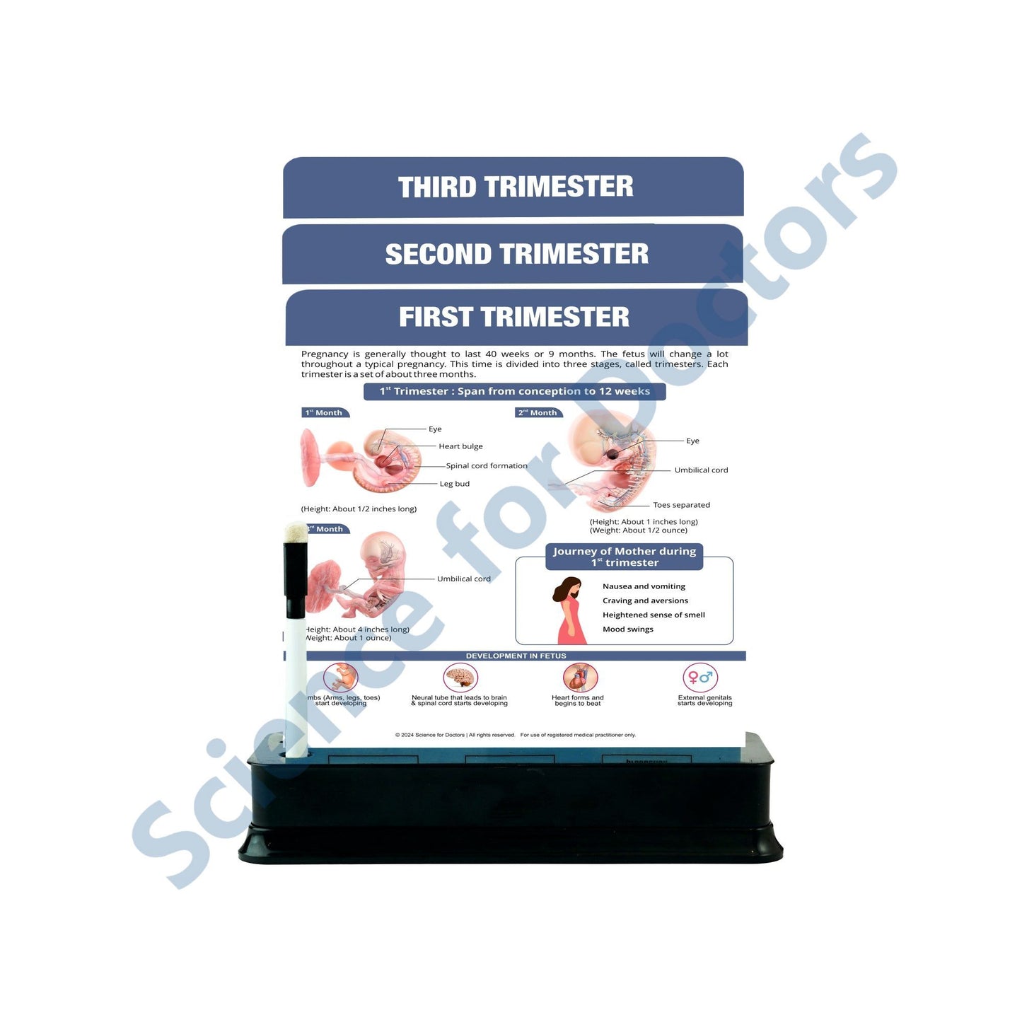 Baby Development: 3 Slides on stand