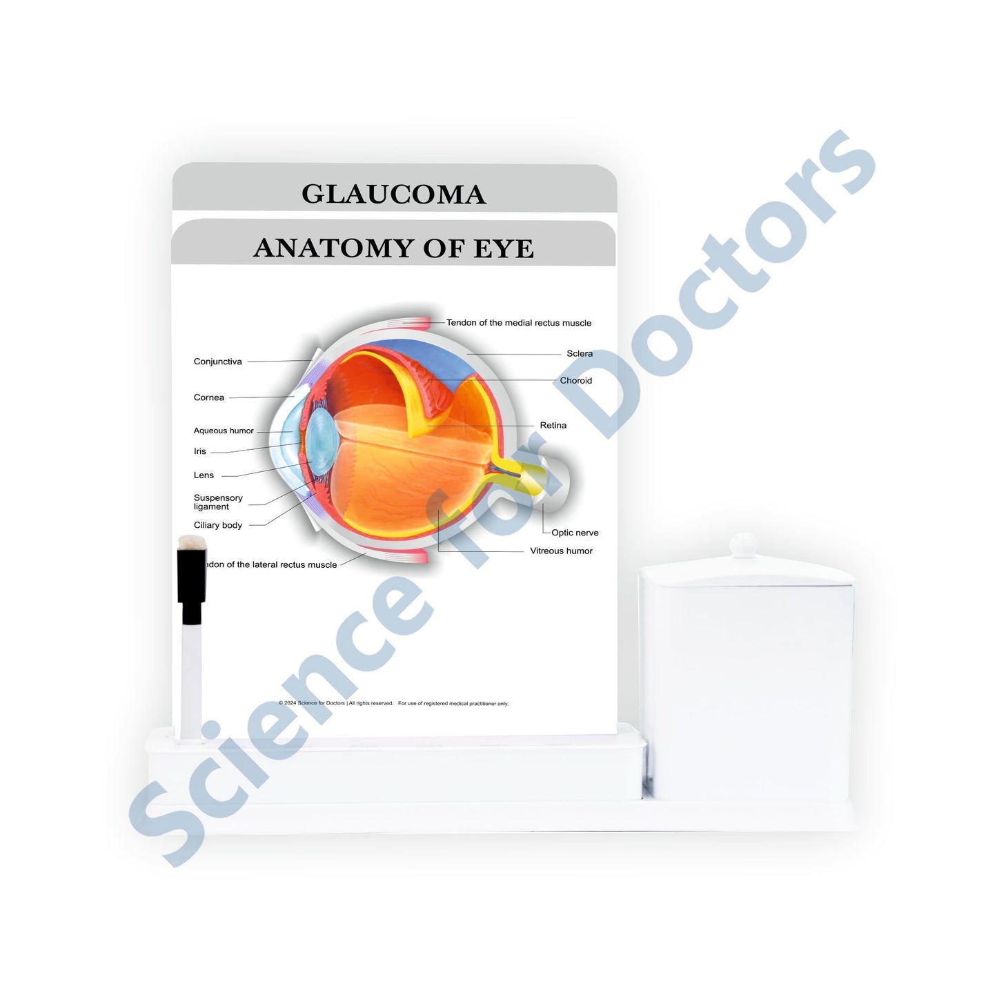 2 Slides Write & Wipe with Stationary Stand - Anatomy of Eye