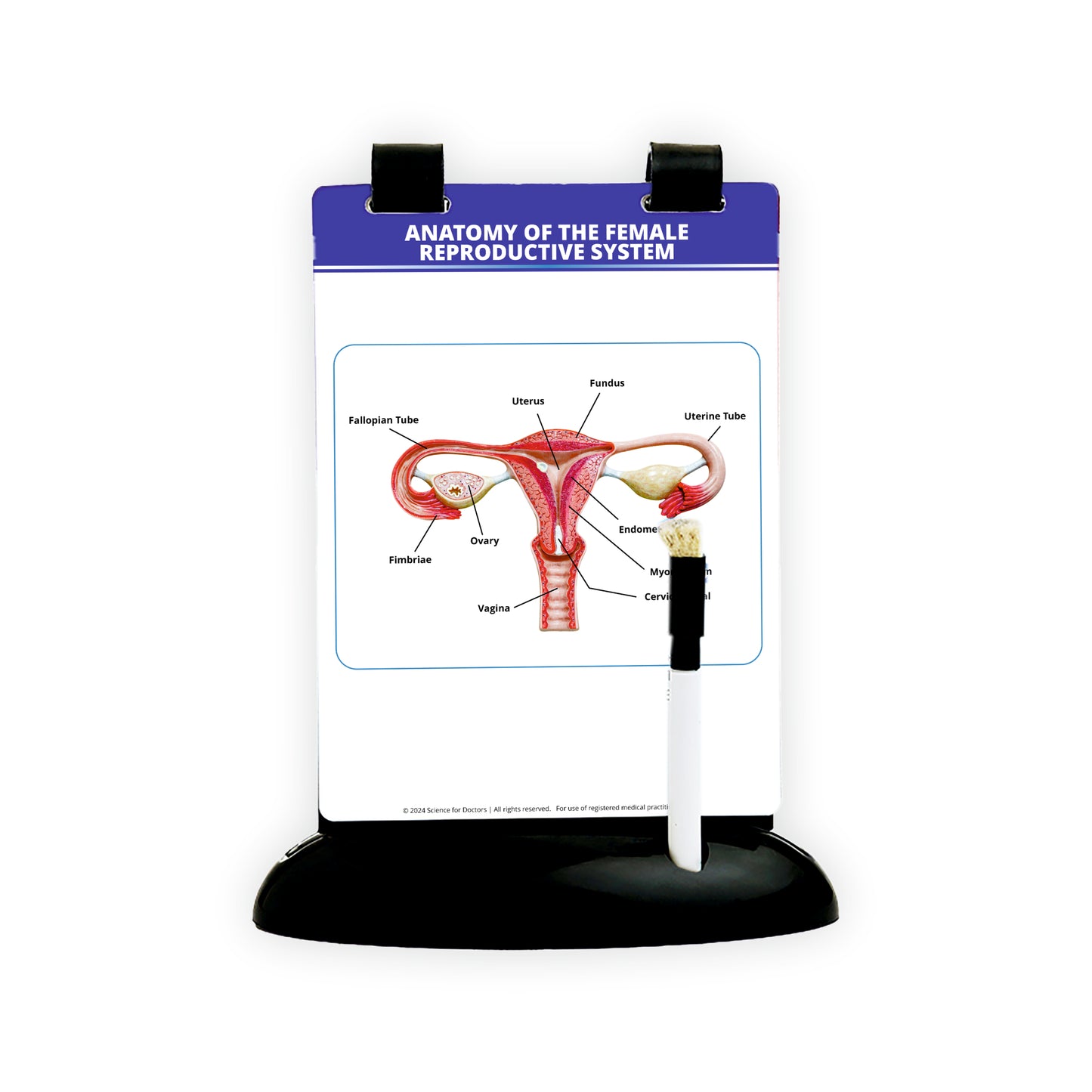 Anatomy of the Female Reproductive System_2: A5 Flip Wipe