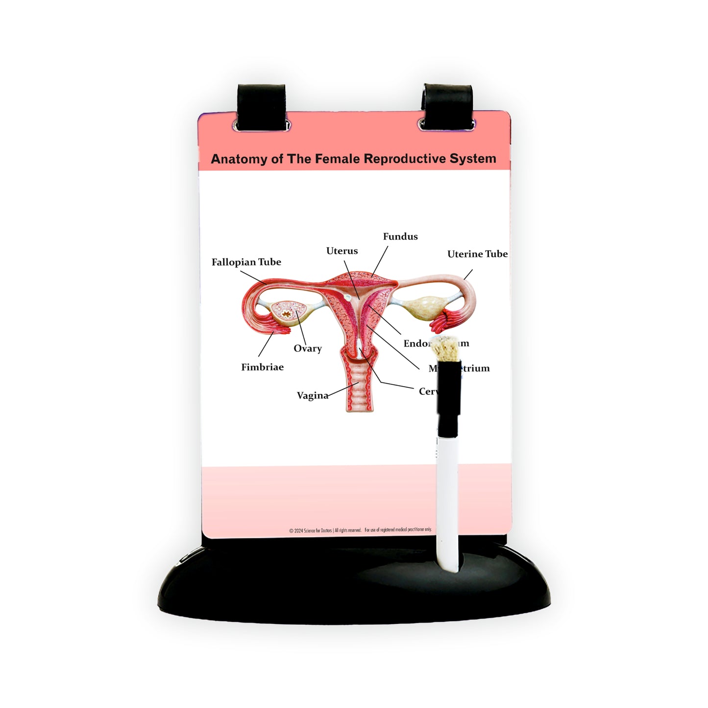 Anatomy of the Female Reproductive System: A5 Flip Wipe