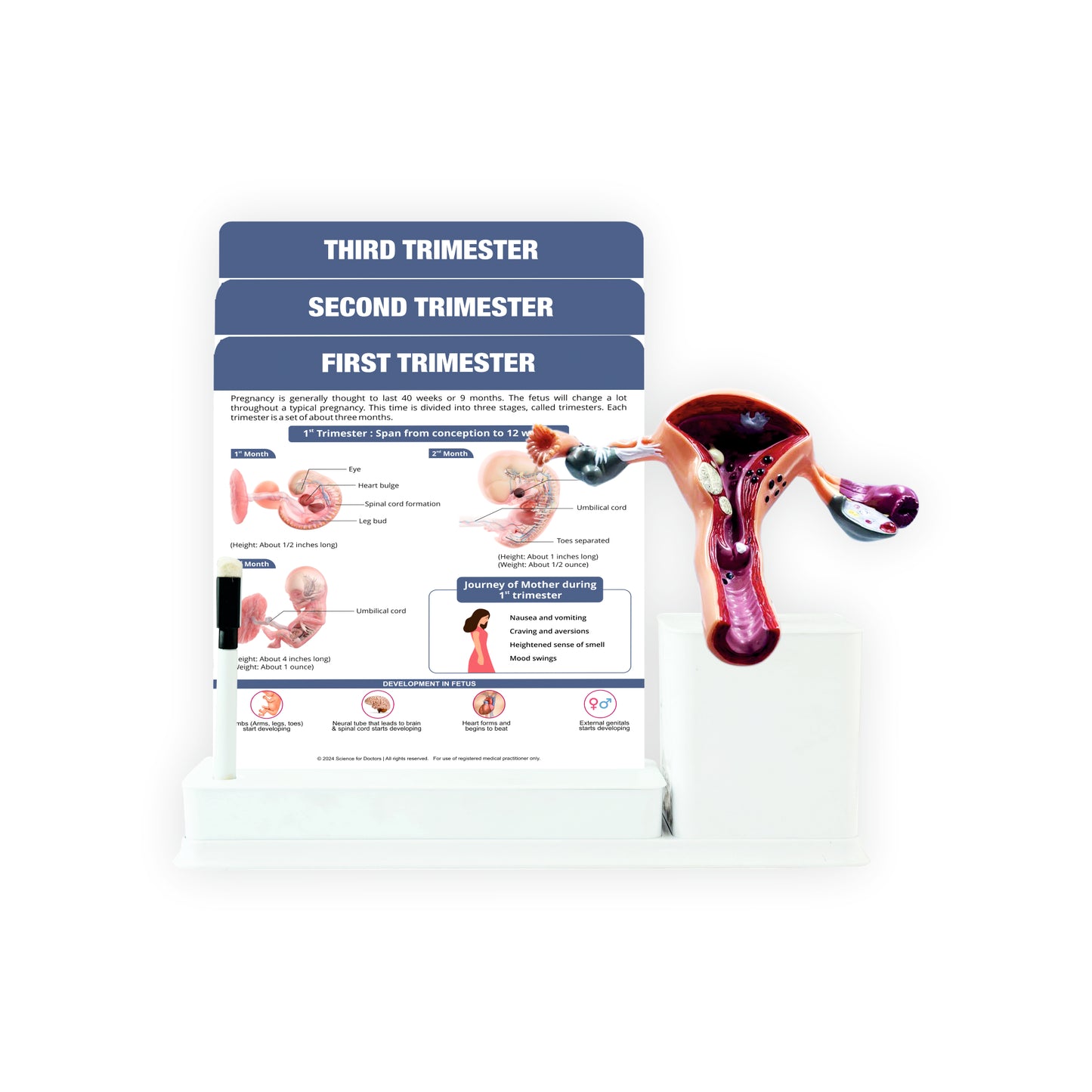 Baby Development: 3 Slides Write And Wipe With Model On Stand