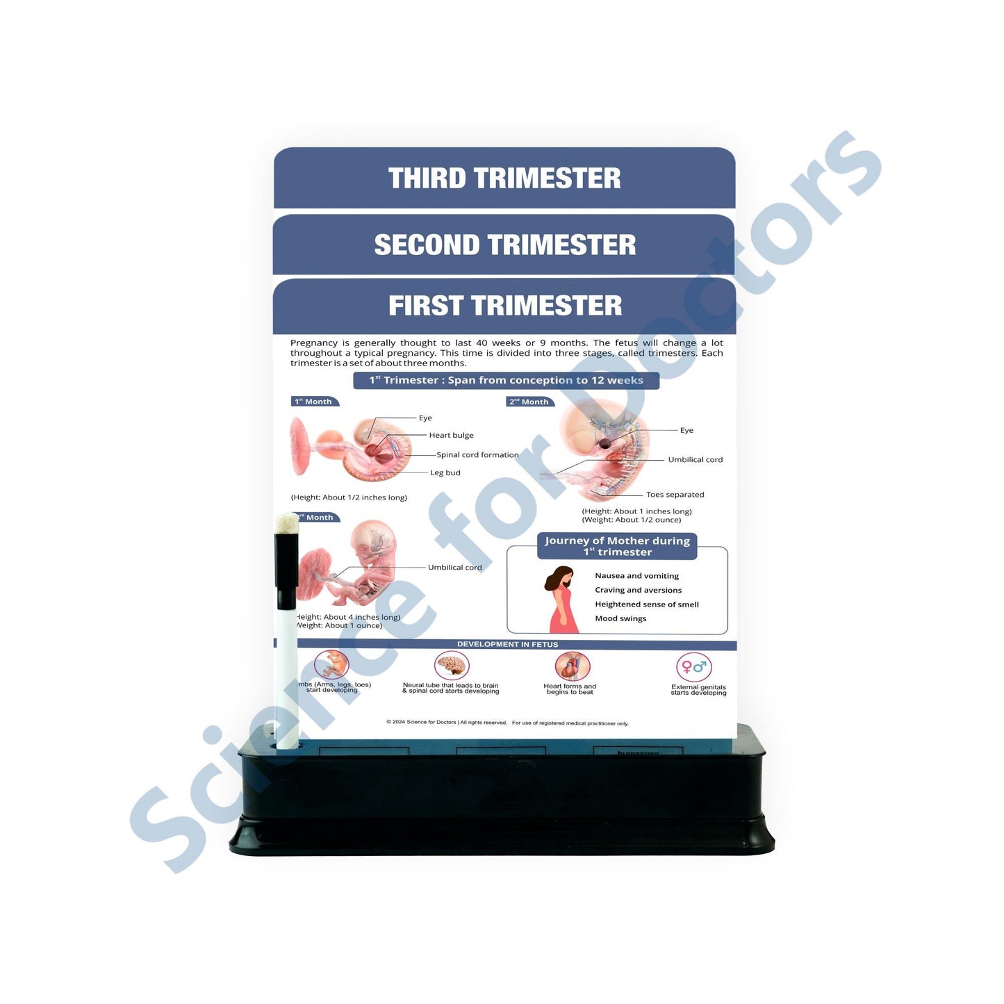 Trimester: 3 slide on stand