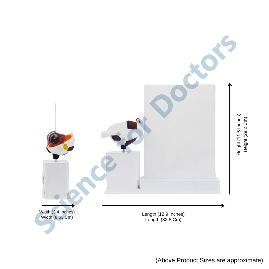 Allergic Rhinitis : 1 Slide write and wipe with anatomical model on stand