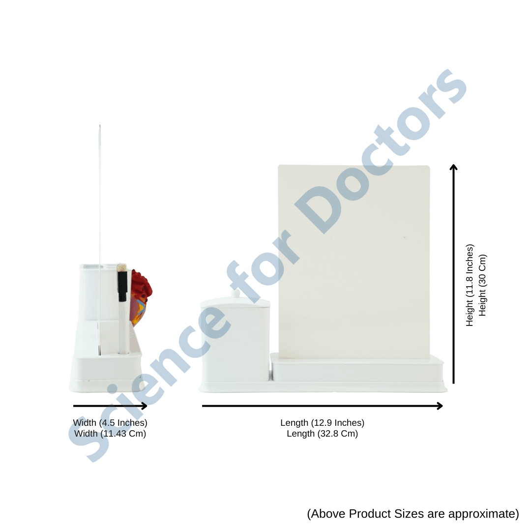 Atrial Fibrillation : 1 Slide Write and wipe with anatomical model on stationery stand
