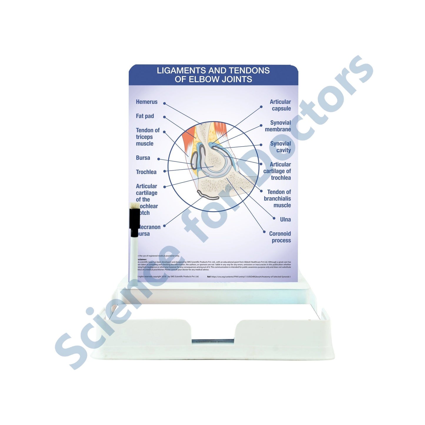 Ligaments and Tendons of Elbow Joints: 1 Slide with Patient Leaflet Tray