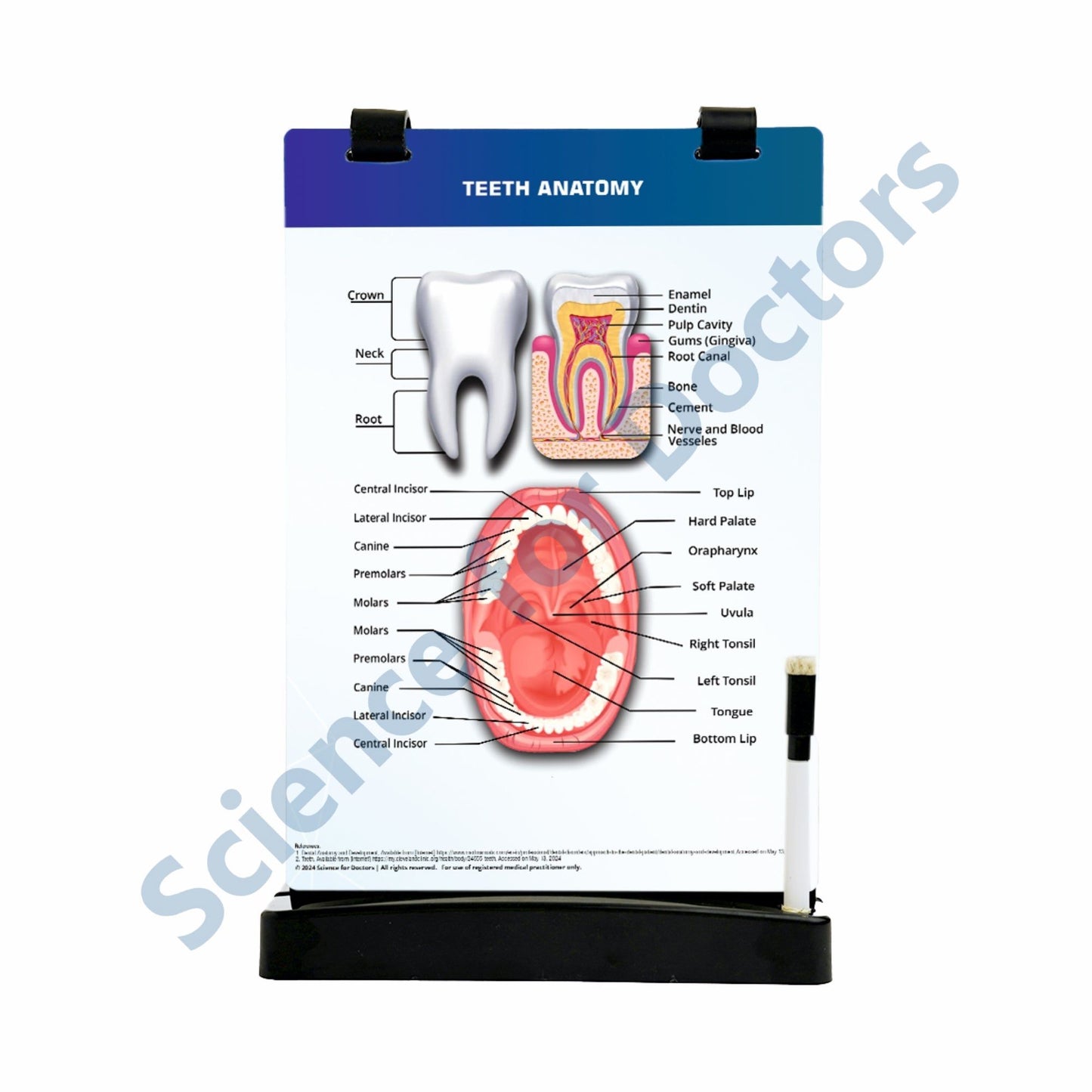 Teeth Anatomy: A4 Flip Wipe with 3D Therapy Board