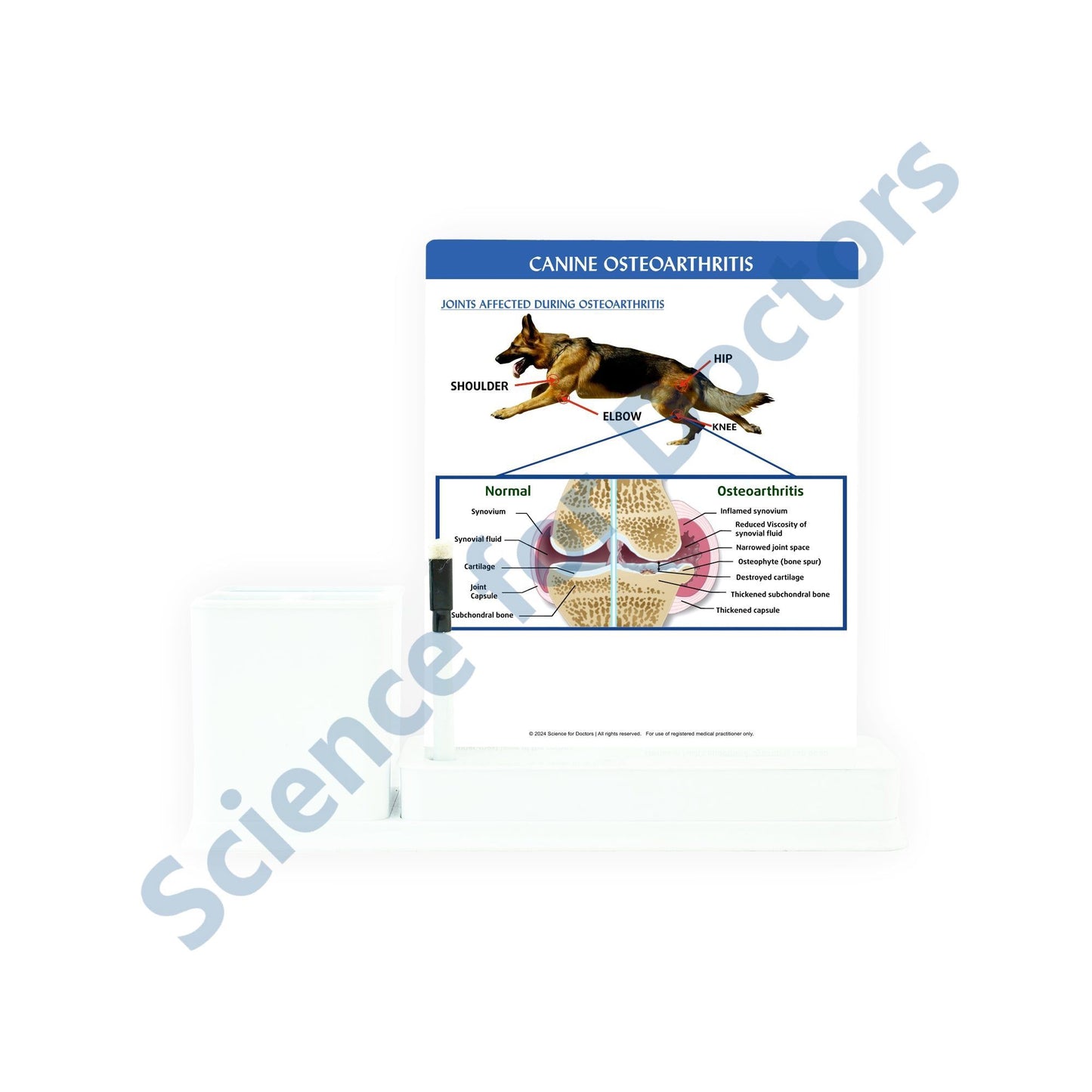 Canine Osteoarthritis: 1 Slides Write & Wipe with Stationary Stand