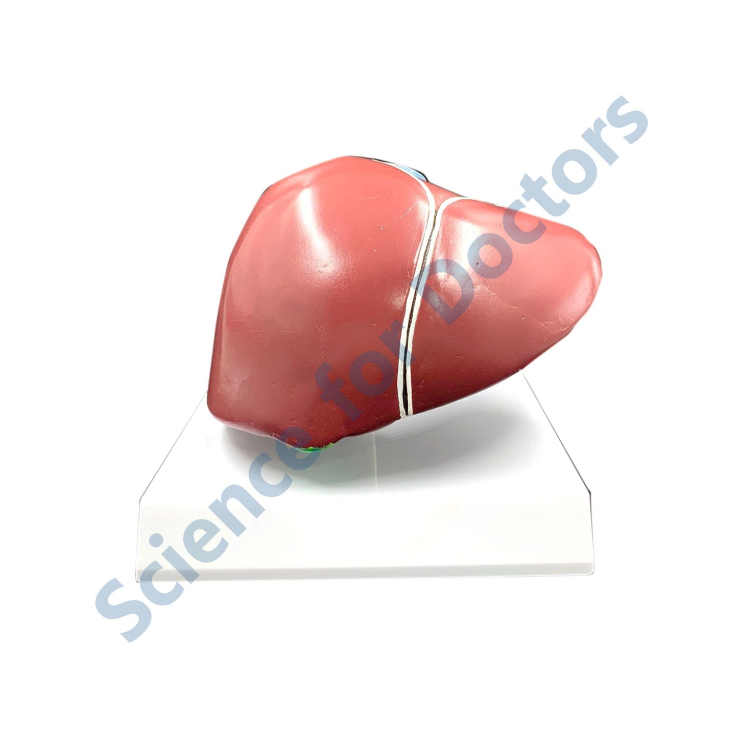 Liver: 3D Anatomical Models