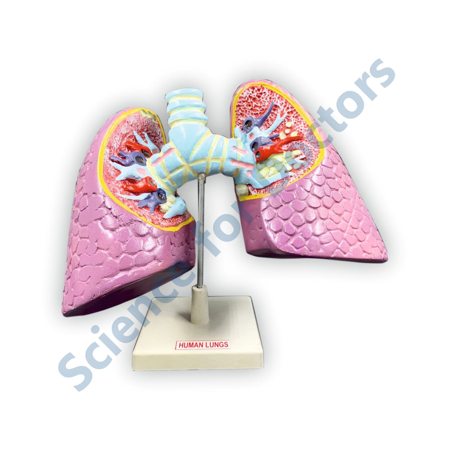 Human Lungs: 3D Anatomical Models