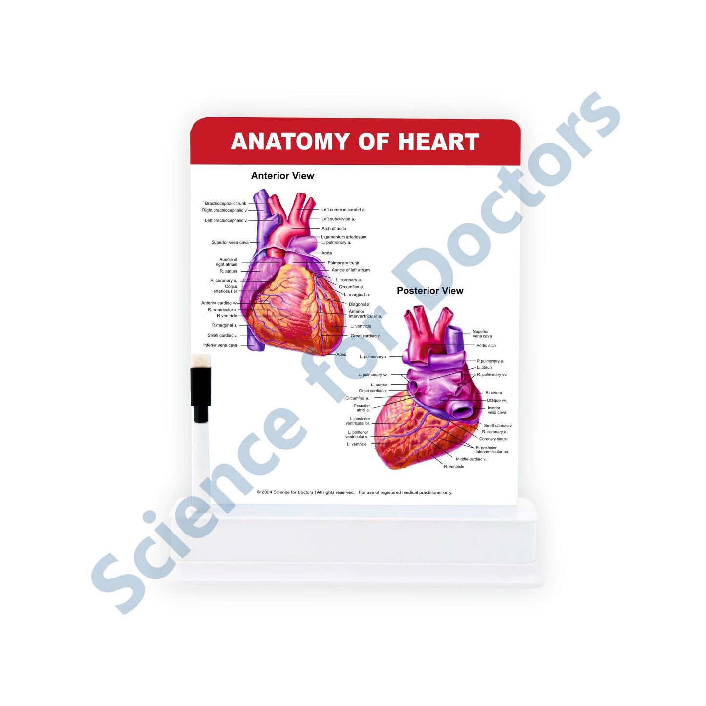 Anatomy of Heart: 1 Slide With Stand
