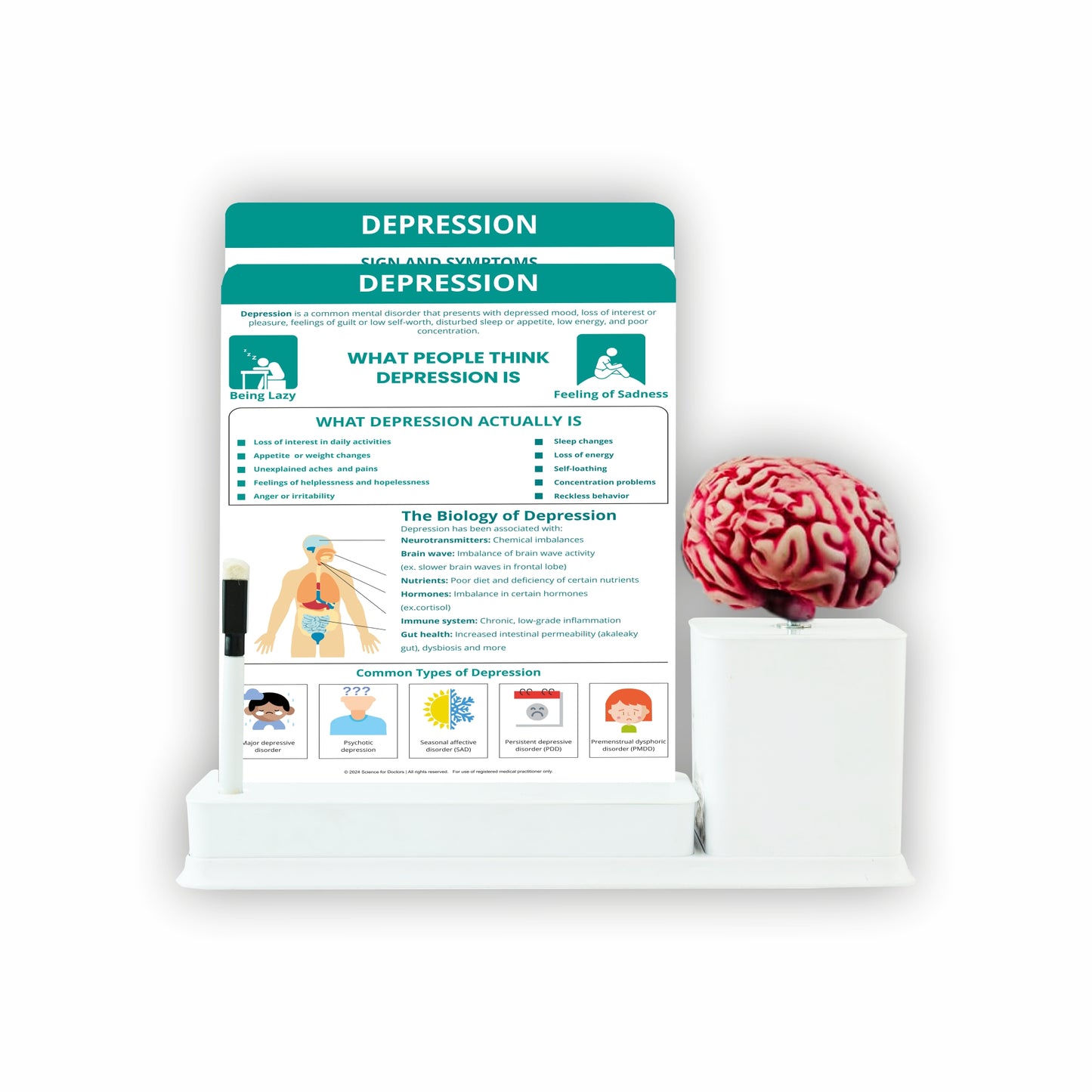 Depression: 2 Slides Write And Wipe With Model On Stand