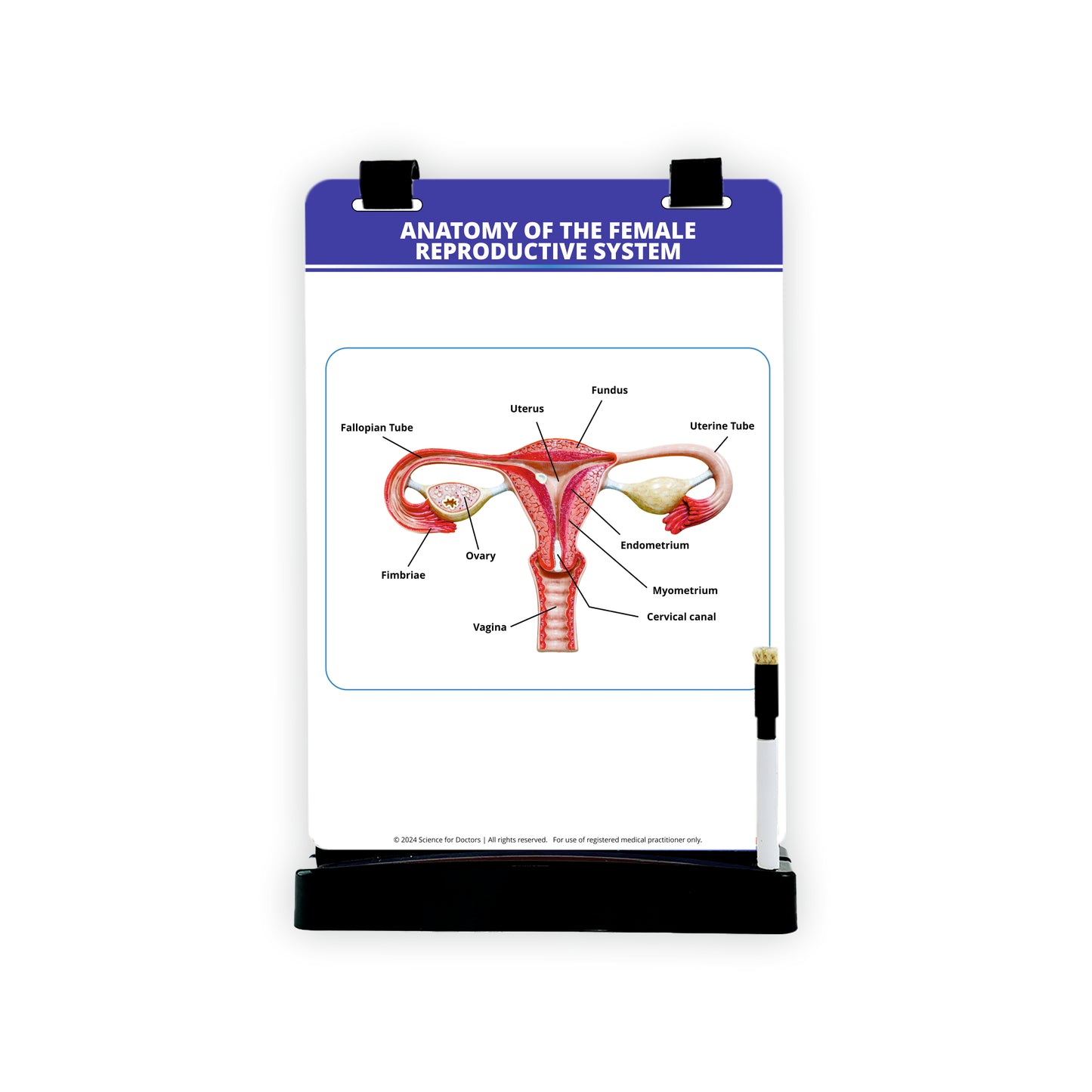 Anatomy of The Female Reproductive System_1: A4 Flip Wipe