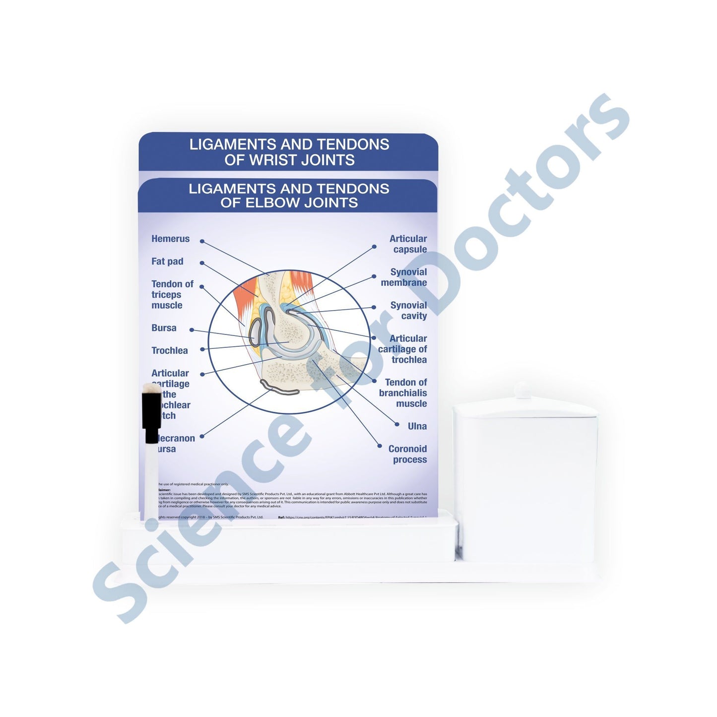 2 Slides Write & Wipe with Utility Container - Ligaments and Tendons of Elbow Joints