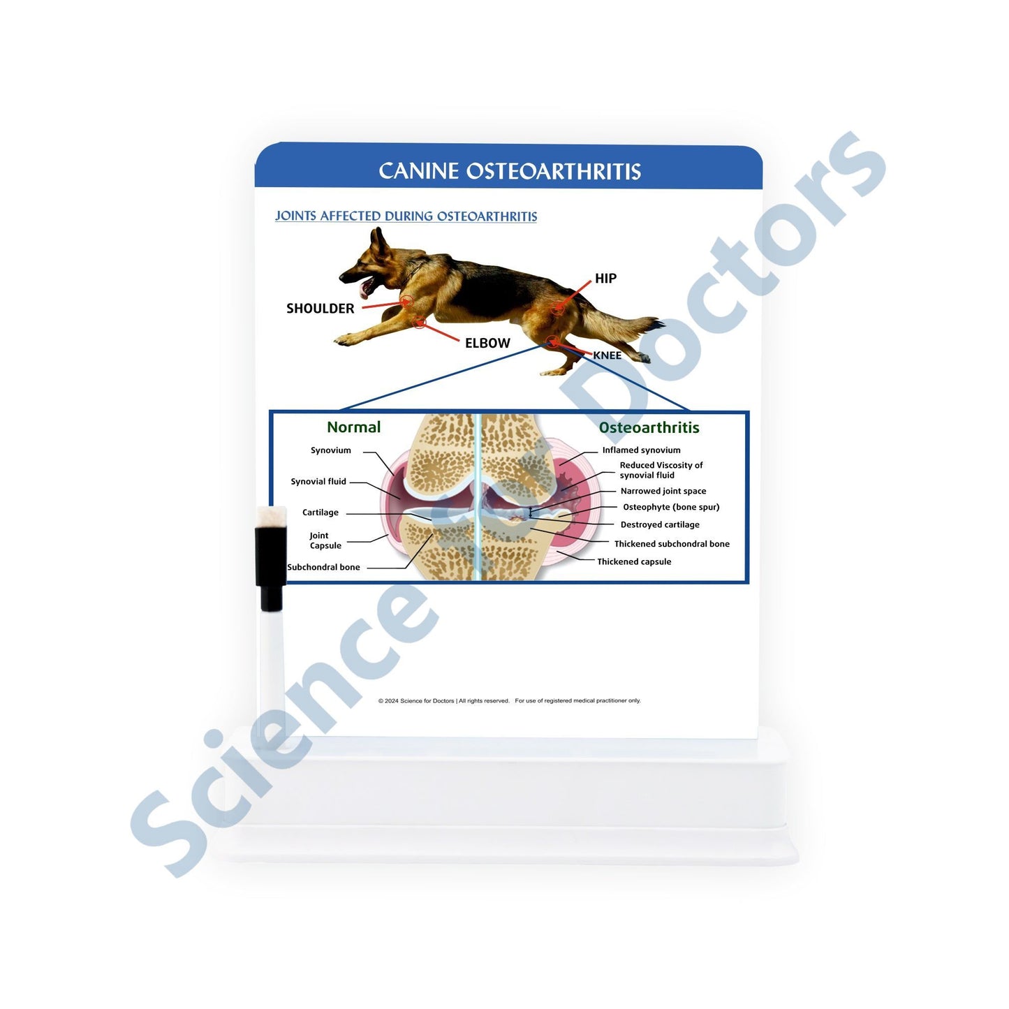 Canine Osteoarthritis: 1 Slide on stand