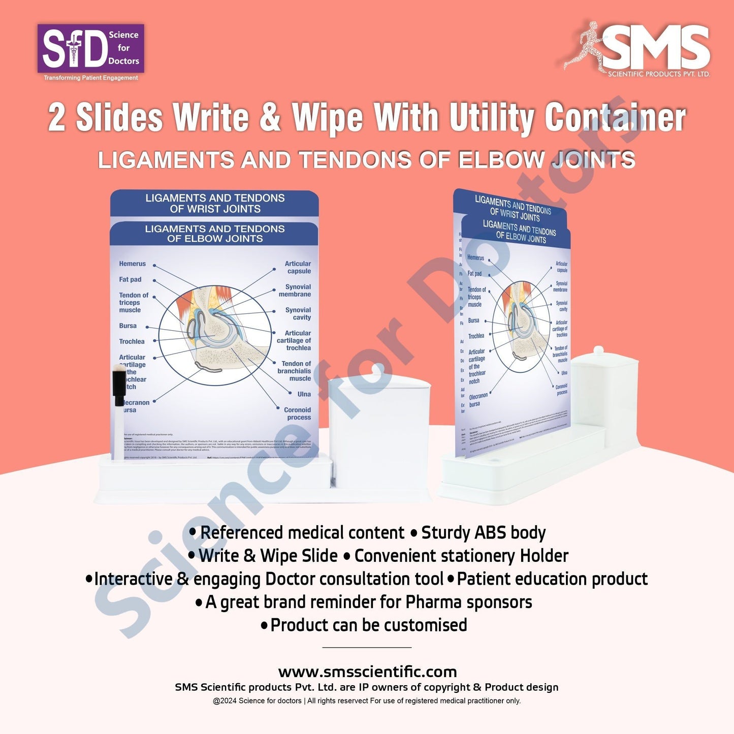 2 Slides Write & Wipe with Utility Container - Ligaments and Tendons of Elbow Joints