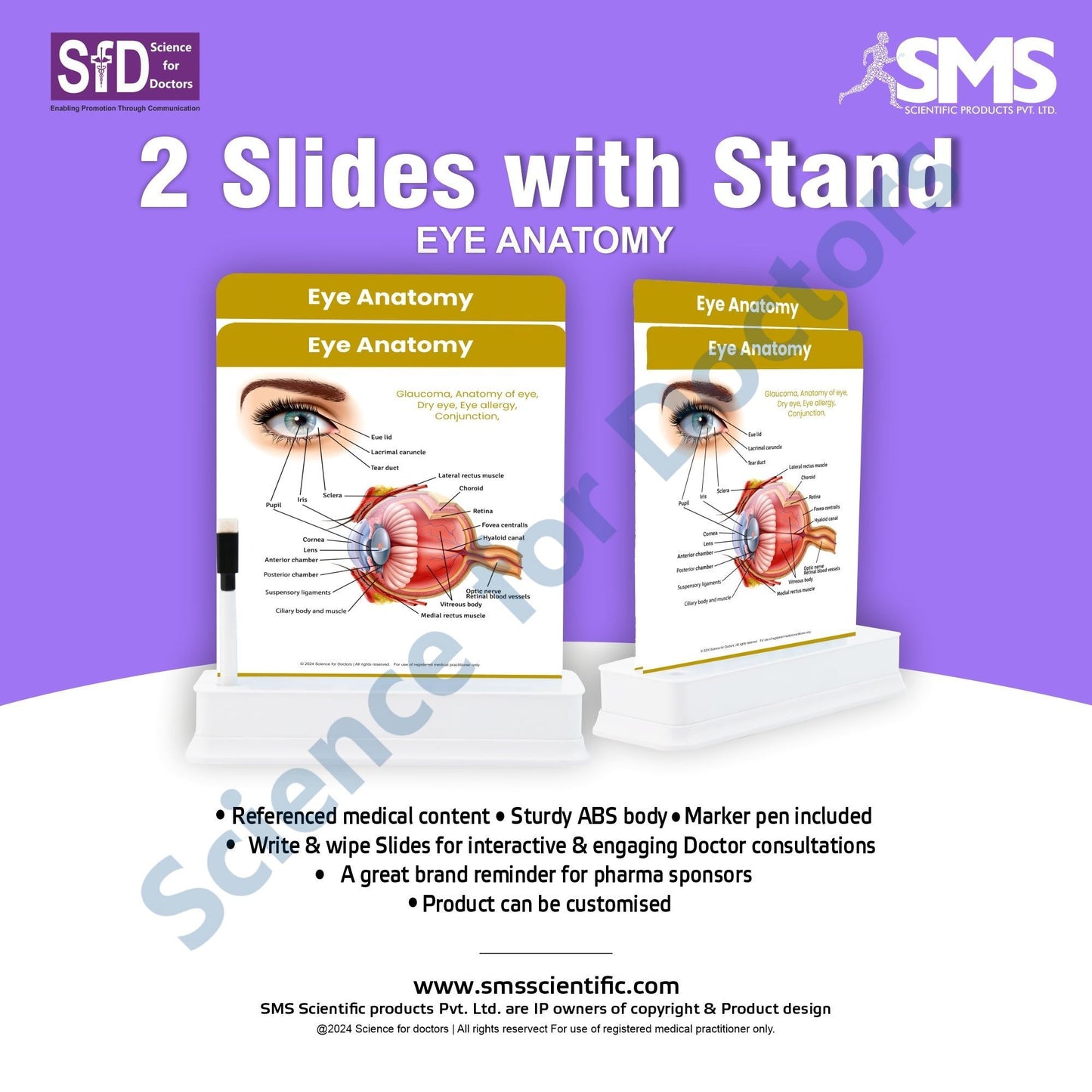 Eye Anatomy - 2 Slides With Stand