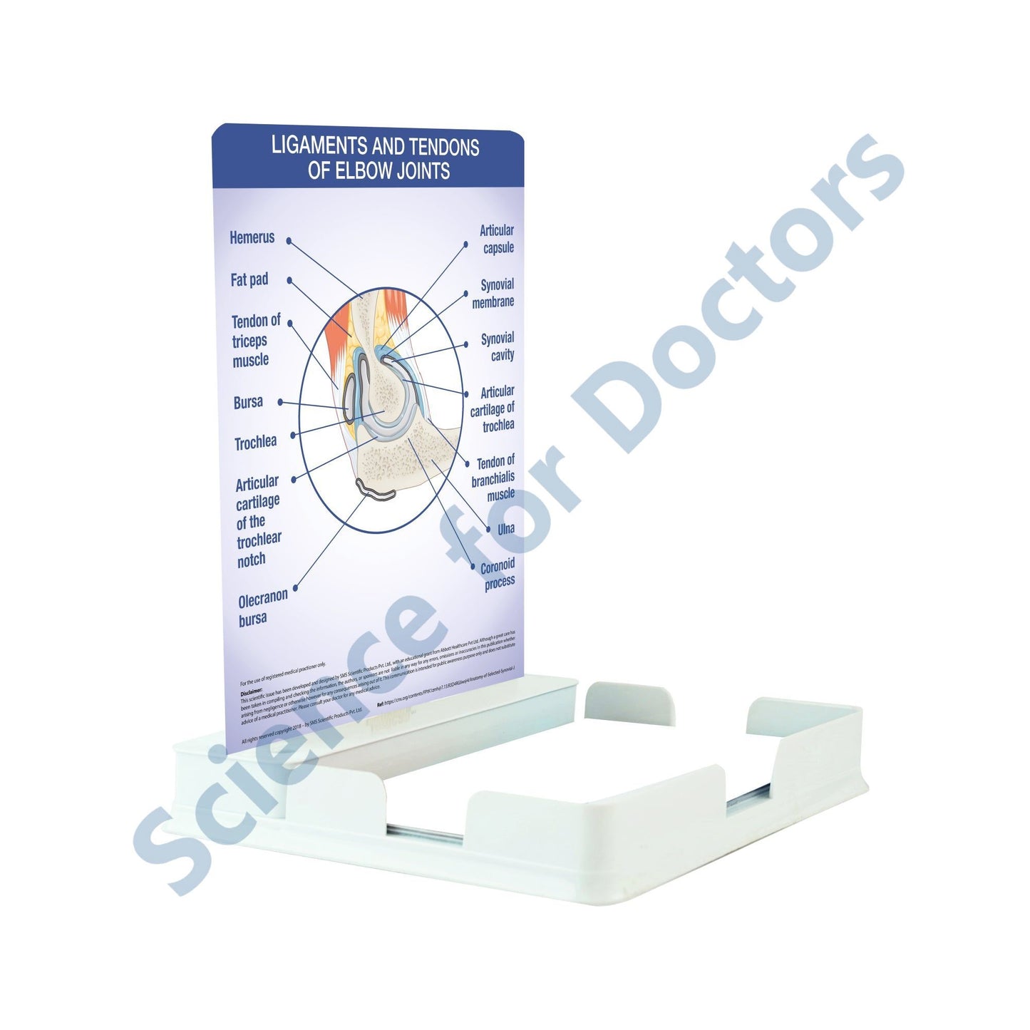 Ligaments and Tendons of Elbow Joints: 1 Slide with Patient Leaflet Tray