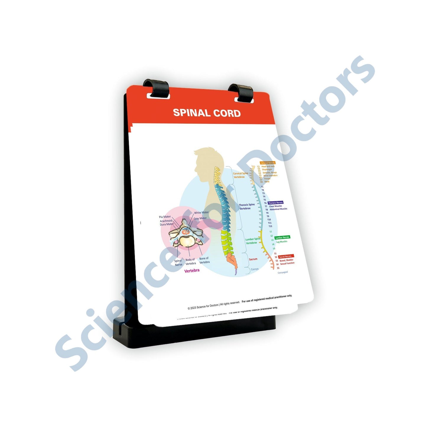 Spinal Cord: A4 Flip Wipe