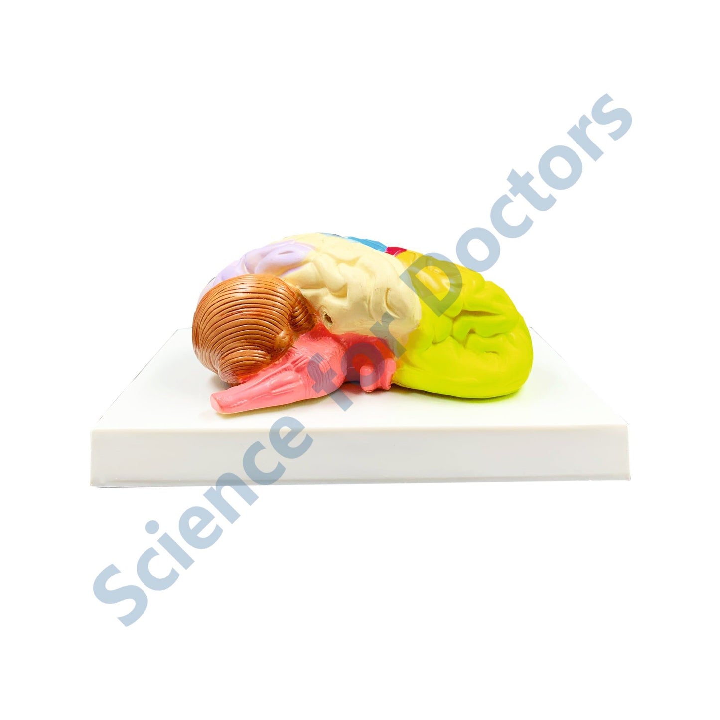 Human Brain: 3D Anatomical Models