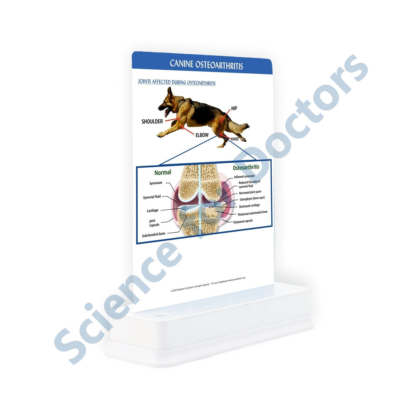 Canine Osteoarthritis: 1 Slide on stand