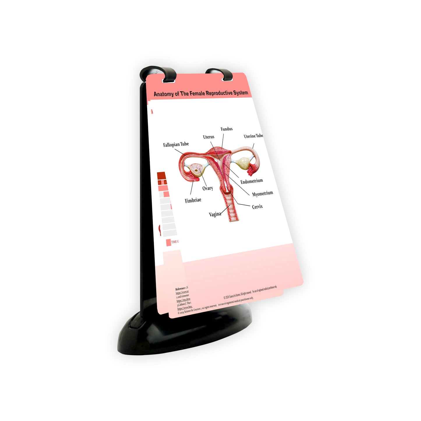 Anatomy of the Female Reproductive System: A5 Flip Wipe