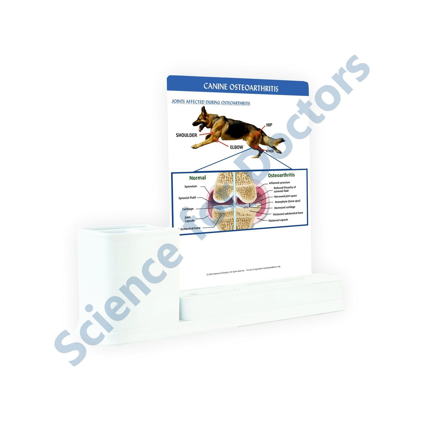 Canine Osteoarthritis: 1 Slides Write & Wipe with Stationary Stand