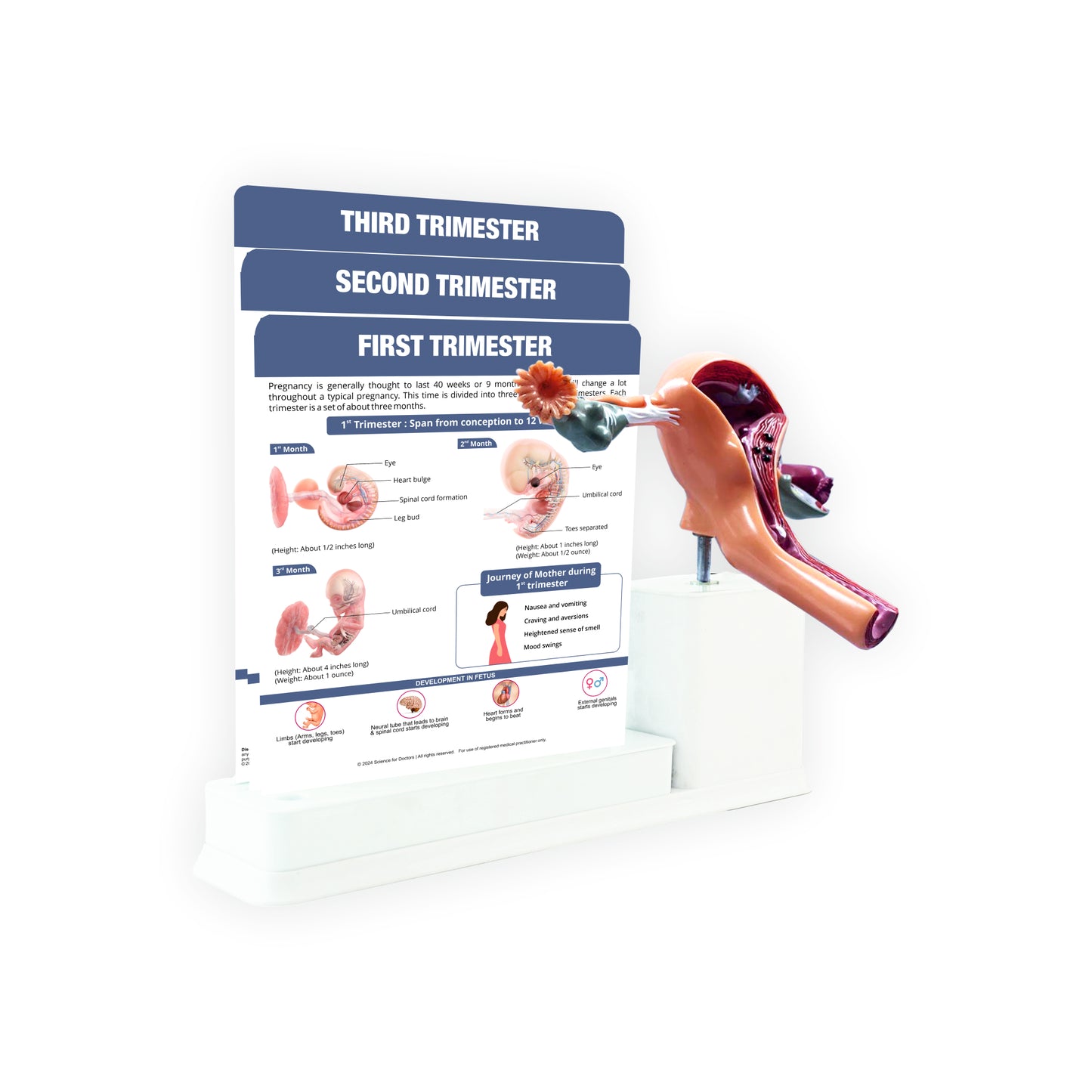 Baby Development: 3 Slides Write And Wipe With Model On Stand