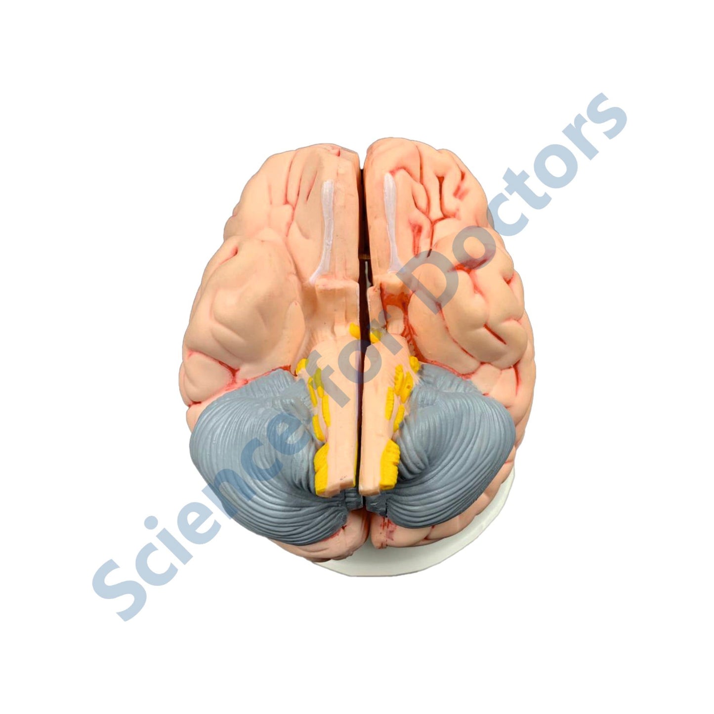 Brain: 3D Anatomical Models