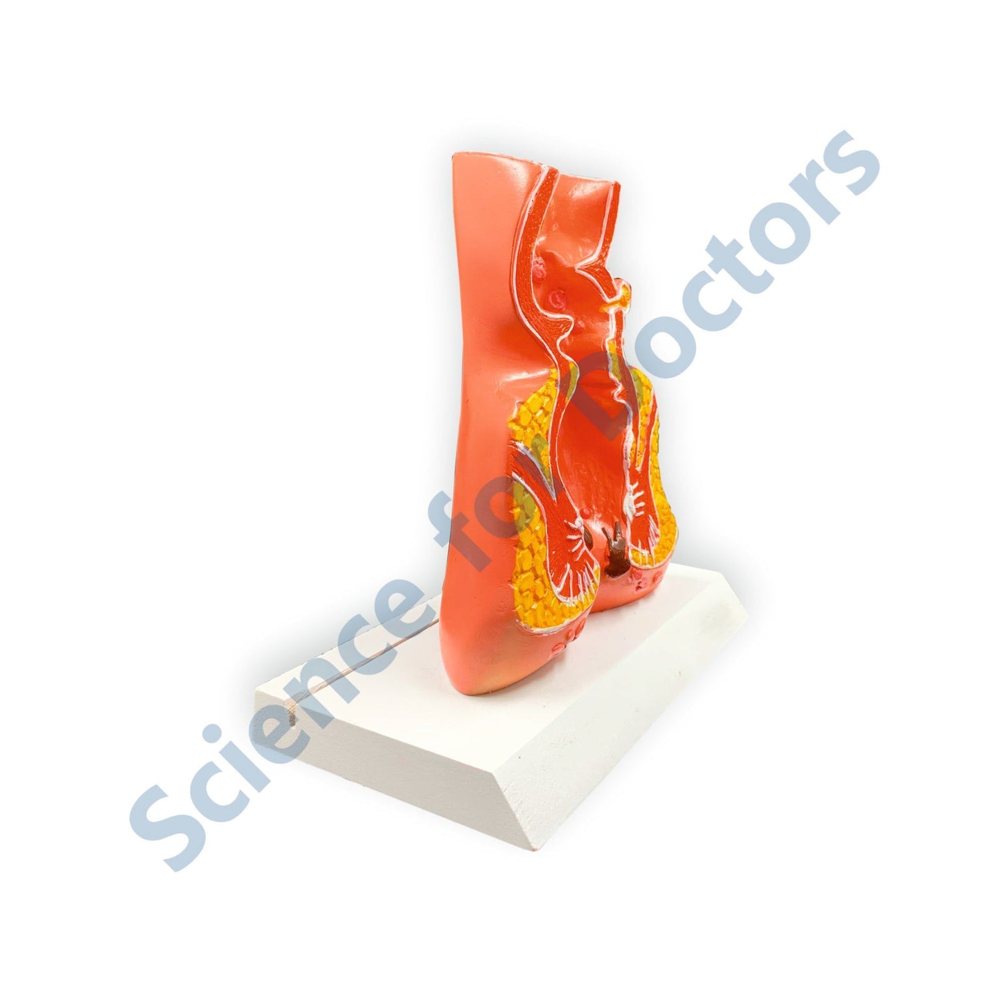 Anus: 3D Anatomical Models