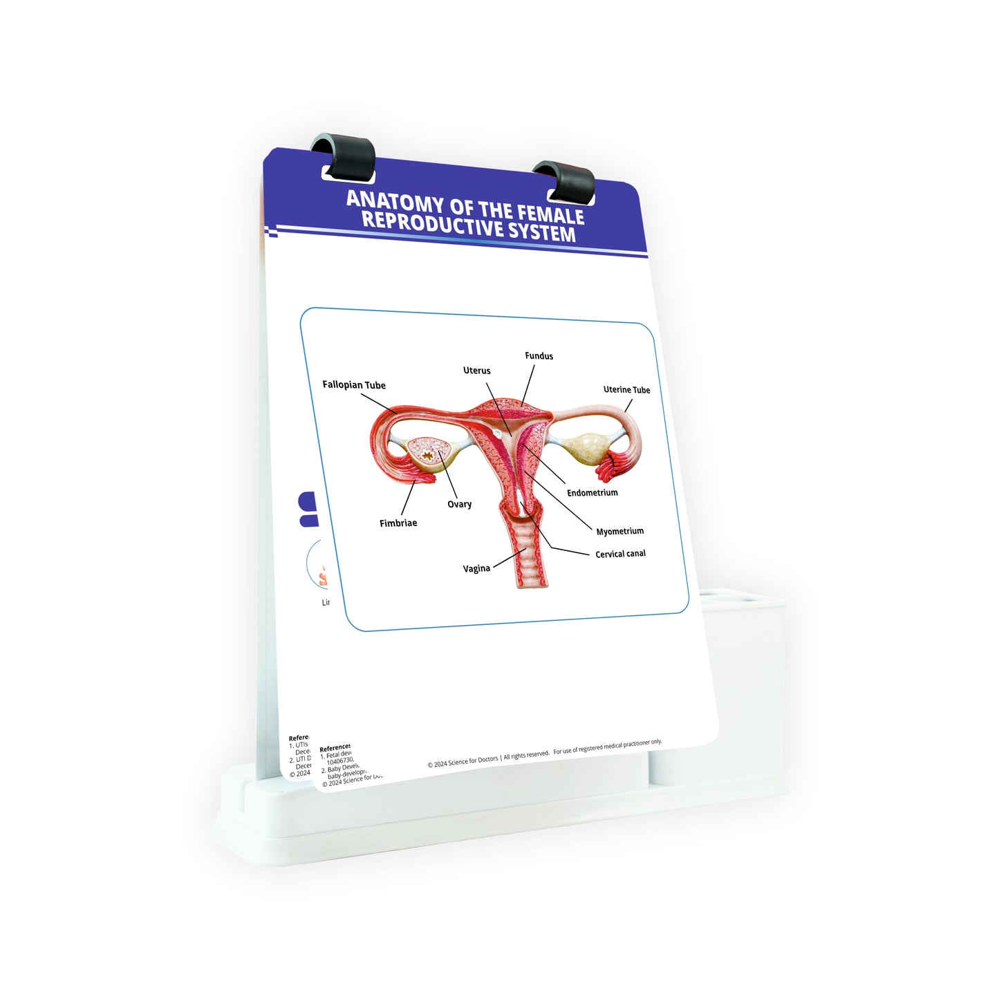 Anatomy of the Female Reproductive System: A4 Flip Wipe with Stationery Stand
