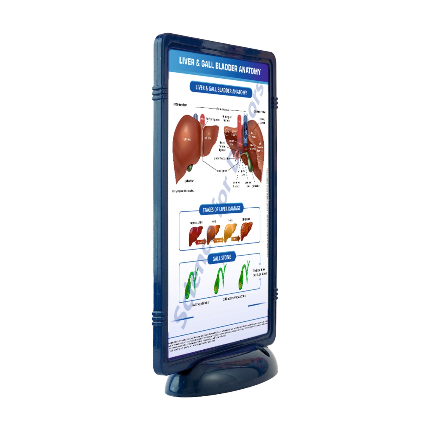 Liver & Gall Bladder Anatomy: The Frame Write & Wipe