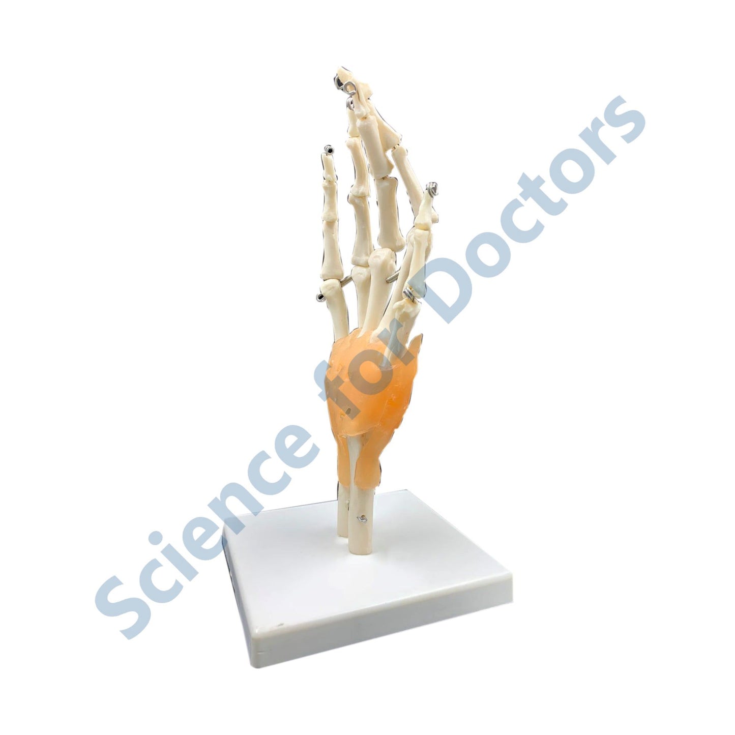 Hand: 3D Anatomical Models