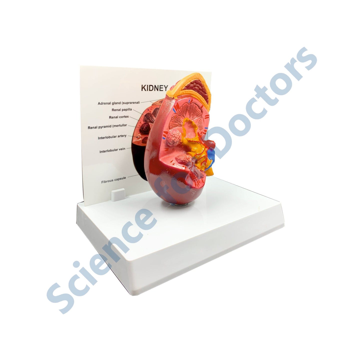 Kidney: 3D Anatomical Models