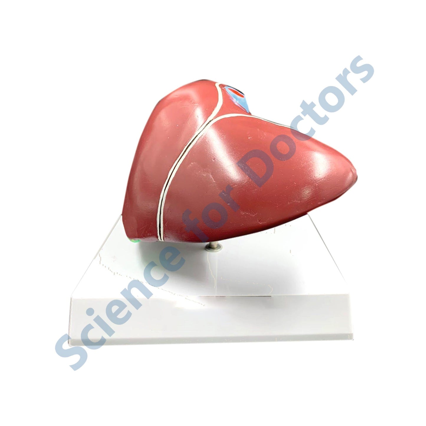 Liver: 3D Anatomical Models